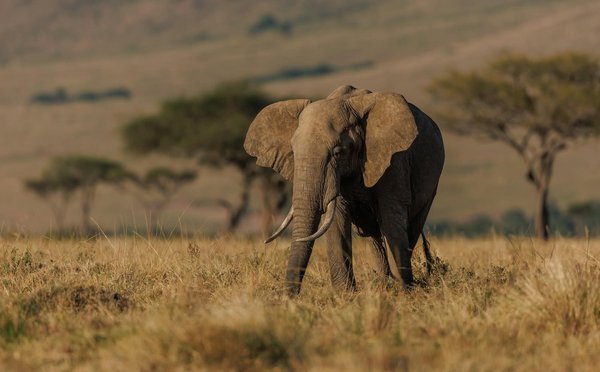 Quelle croisière permet de participer à des excursions pour observer les éléphants en Afrique?