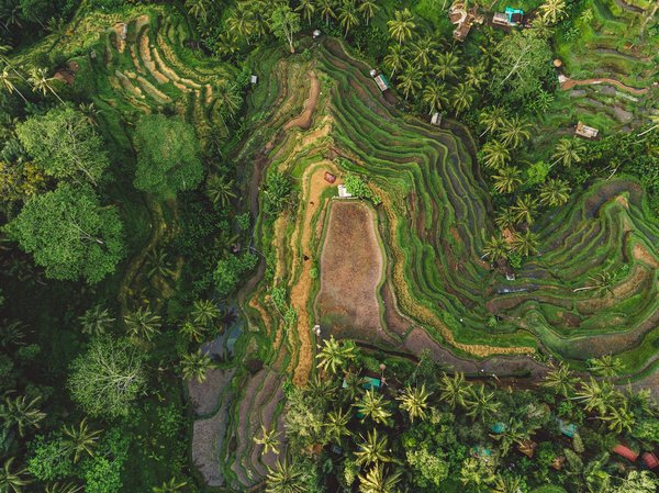 Comment organiser une visite des rizières en terrasses à Bali, Indonésie : meilleurs moments et itinéraires ?